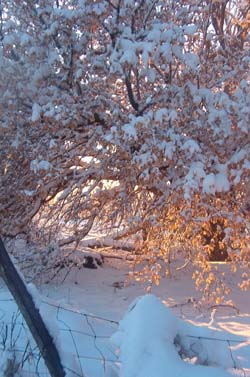 Autumn's Last Glimmer